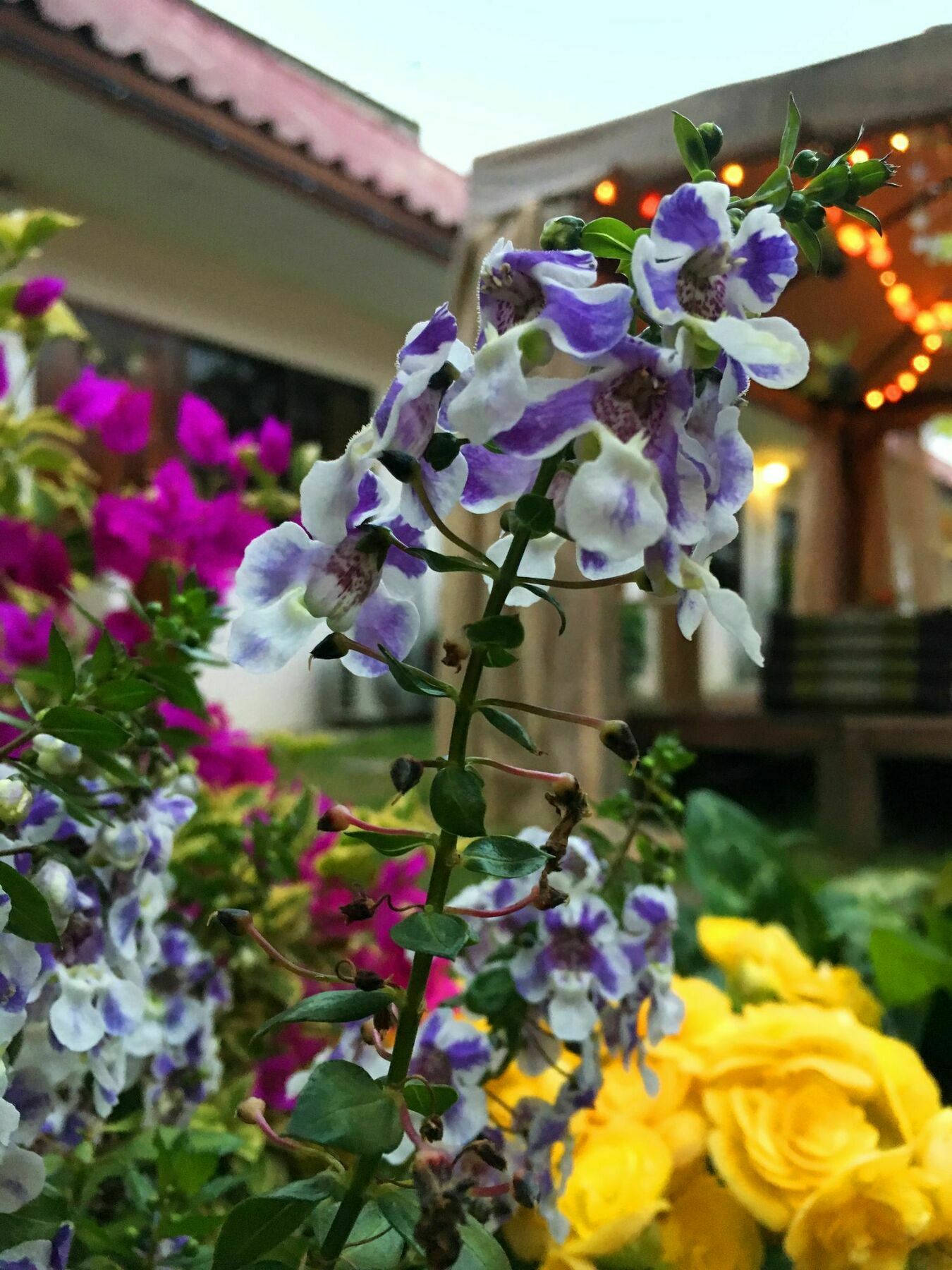 Hotel Cshouse Chiang Mai Zewnętrze zdjęcie